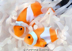 Clown fish and anemone
love hug by Marchione Giacomo 